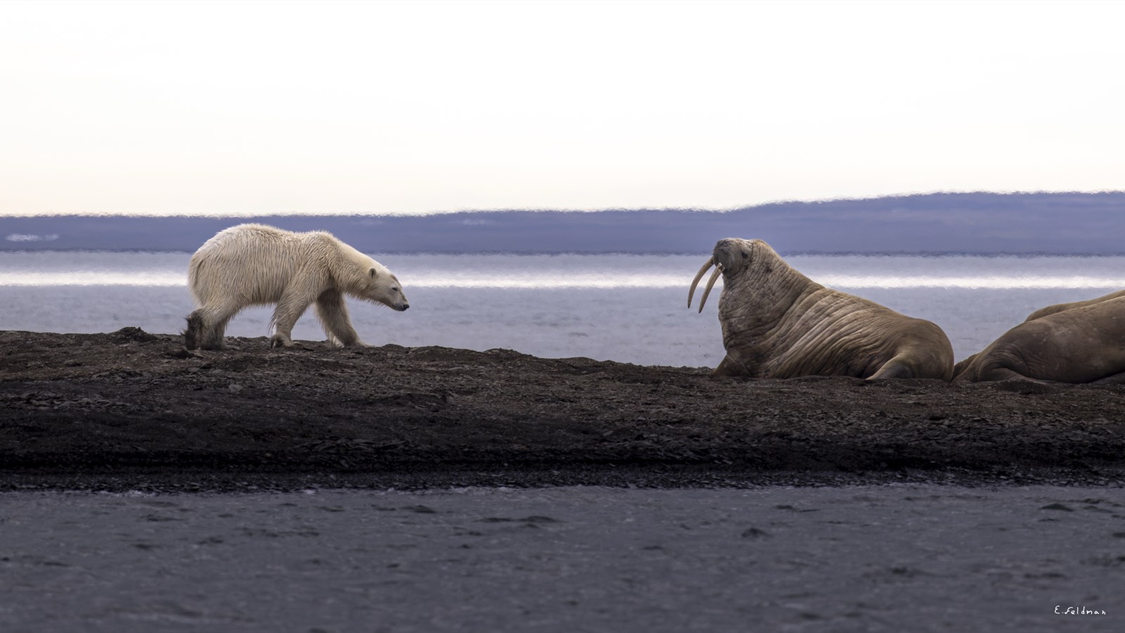 A polar bear walking past walruses in Svalbard
